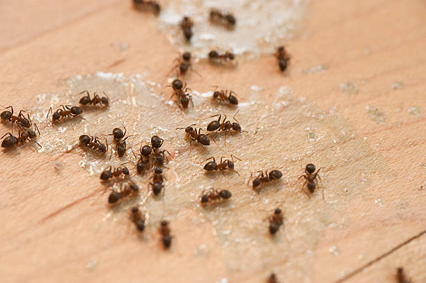  Deatsville, AL Pest Control Pros
